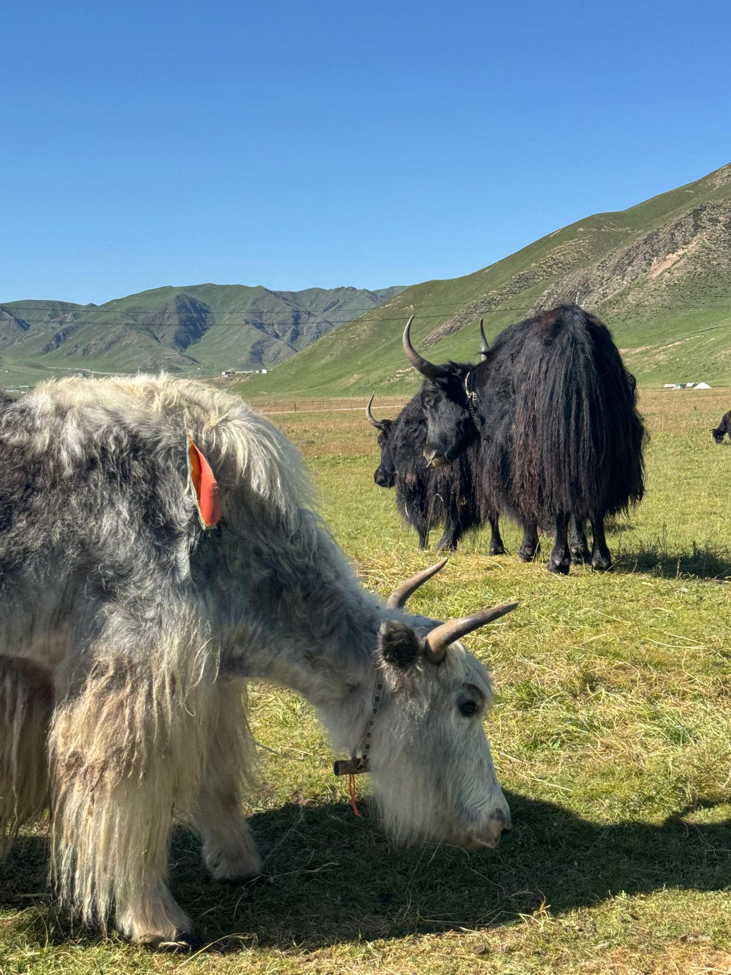 mYak - Baby Yak Medium, Worsted Weight, 100% Baby Yak