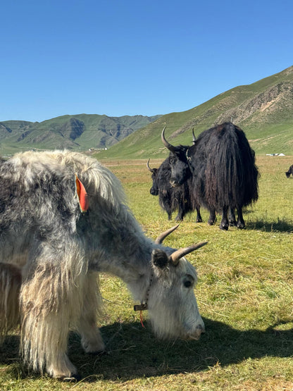 mYak - Baby Yak Medium, Worsted Weight, 100% Baby Yak