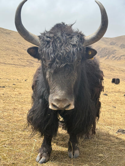 mYak - Baby Yak Medium, Worsted Weight, 100% Baby Yak