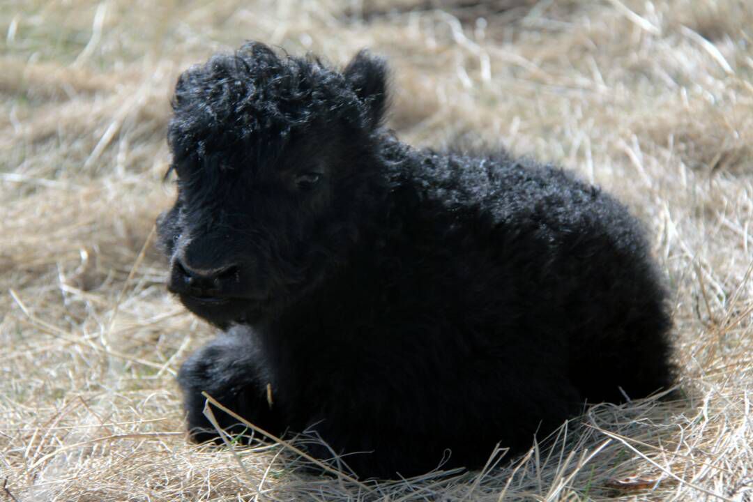 mYak - Baby Yak Medium, Worsted Weight, 100% Baby Yak